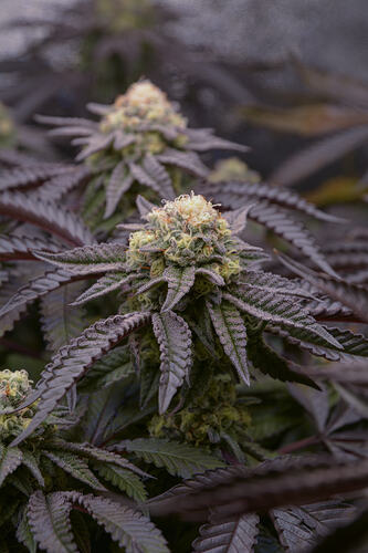 Growreport Bild 5