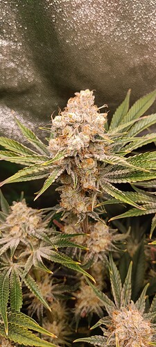 Growreport Bild 3