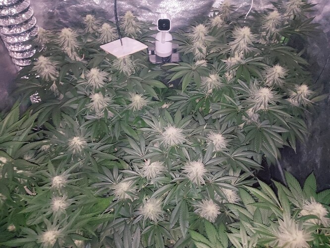 Growreport Bild 70