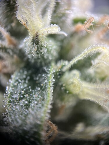 Growreport Bild 9