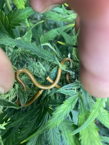 Growreport Bild 28