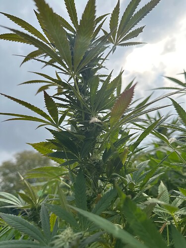 Growreport Bild 3