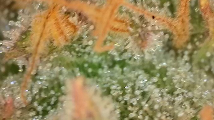 Growreport Bild 9