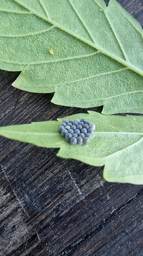Growreport Bild 31