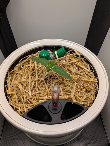 PXL_20250311_203757789