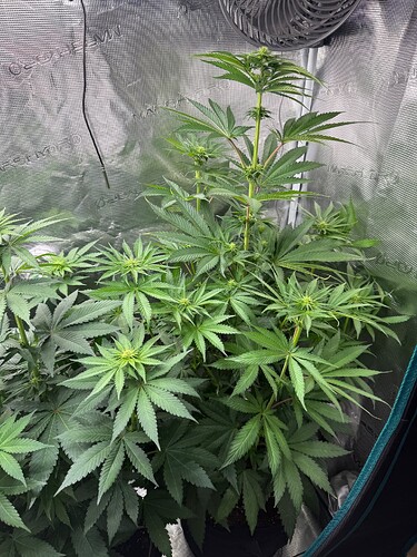 Growreport Bild 1