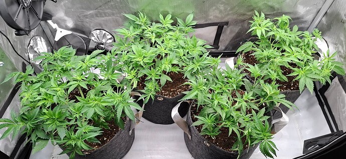Growreport Bild 8