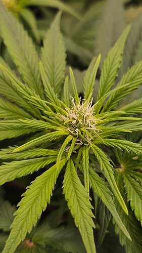 Growreport Bild 3
