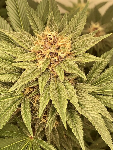 Growreport Bild 2