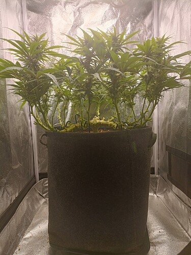 Growreport Bild 6