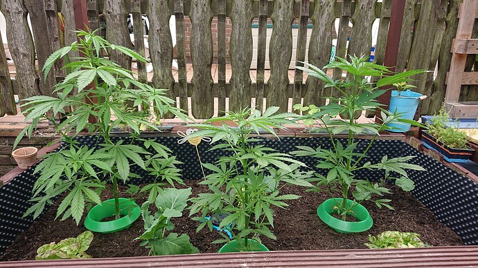 Growreport Bild 9
