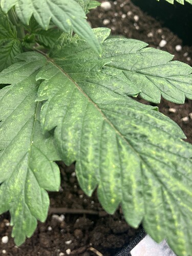 Growreport Bild 5