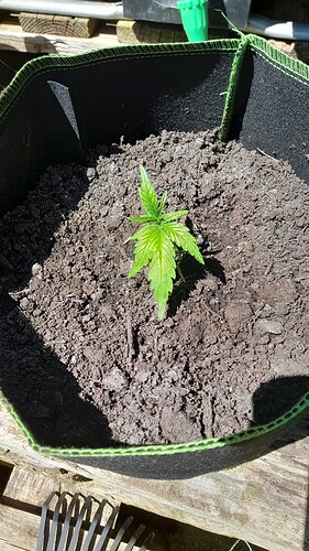 Growreport Bild 2