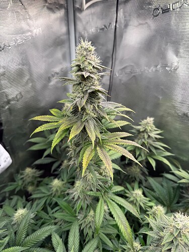 Growreport Bild 3