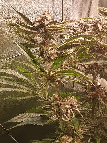Growreport Bild 1