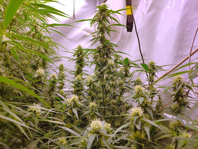 Growreport Bild 4