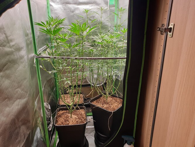 Growreport Bild 2