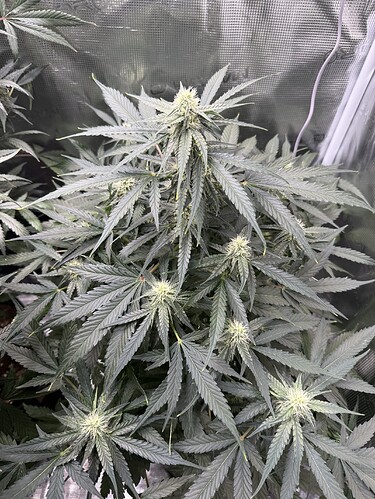 Growreport Bild 9