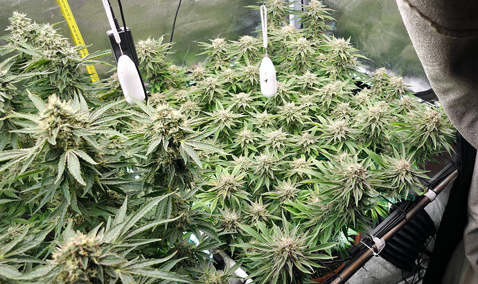 Growreport Bild 9