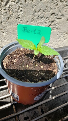 Growreport Bild 38