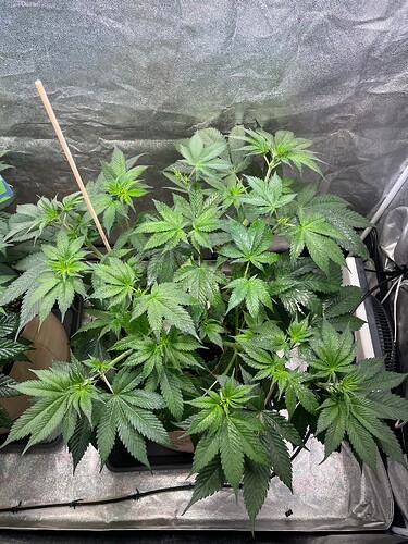 Growreport Bild 9