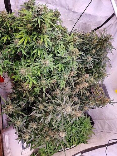 Growreport Bild 11