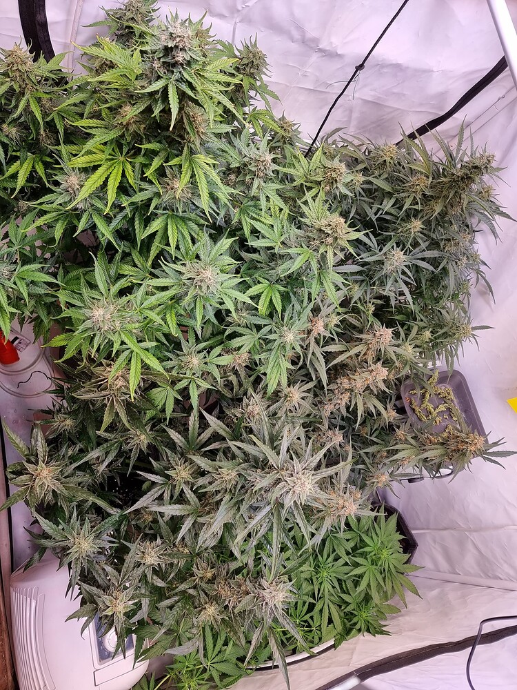 Das kraut das Haut part 1 winter grow. Mit dabei sticky orange xxl, Gorilla cookies, White Widow, Runtz