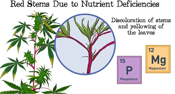 Magnesium Phosphor Mangel