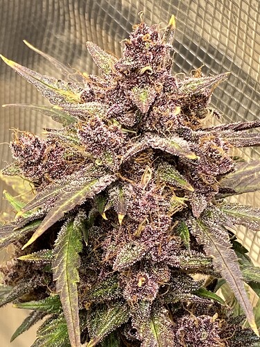 Growreport Bild 12