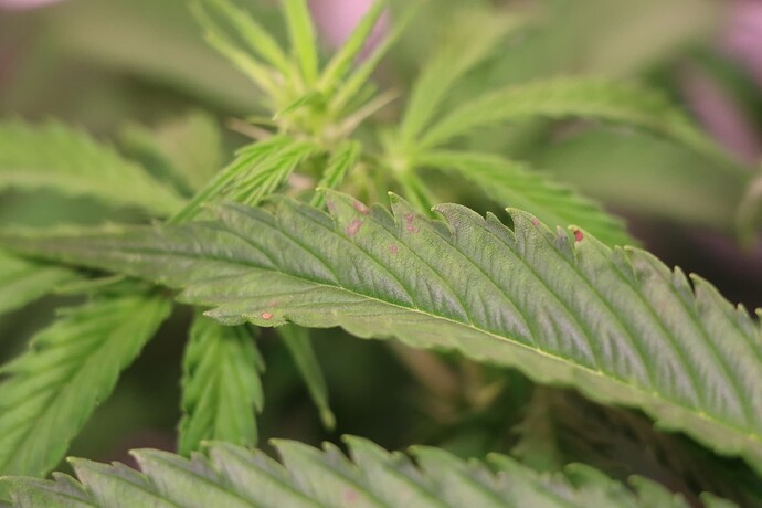 Growreport Bild 3