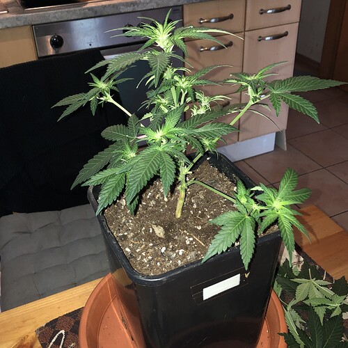 Growreport Bild 17