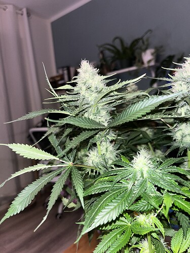 Growreport Bild 11