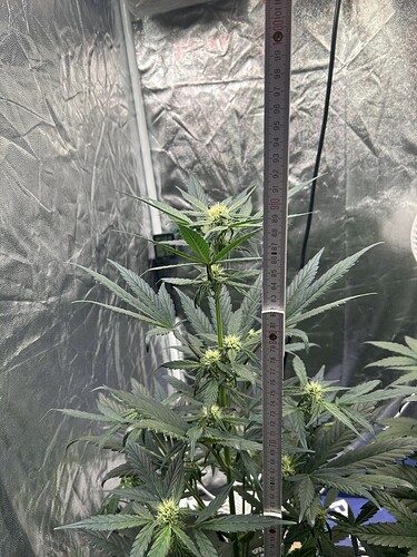 Growreport Bild 3