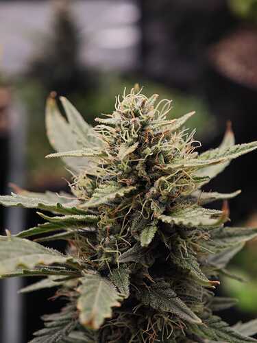 Growreport Bild 8