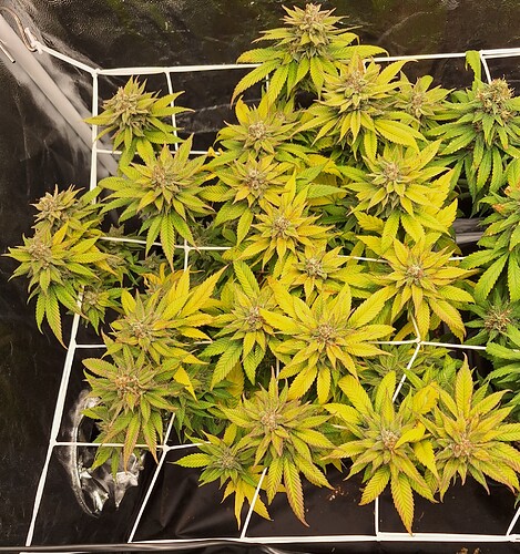 Growreport Bild 1