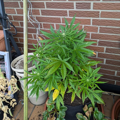 PXL_20240702_070107456