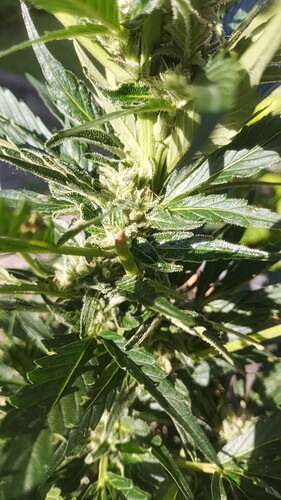 Growreport Bild 21