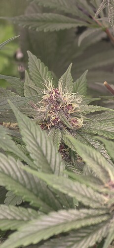 Growreport Bild 6