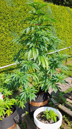 Growreport Bild 1