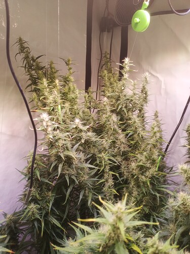 Growreport Bild 7