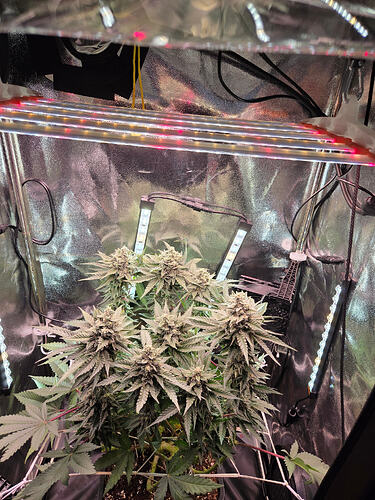 Eine blühende Cannabis-Pflanze in einem Growzelt unter LED-Beleuchtung.