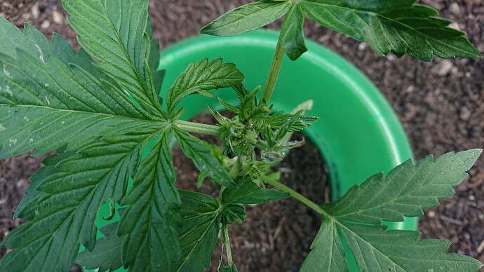 Growreport Bild 12