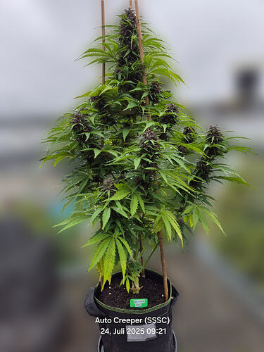 Eine blühende Auto Creeper Cannabispflanze in einem Stofftopf mit violetten Blütenständen.