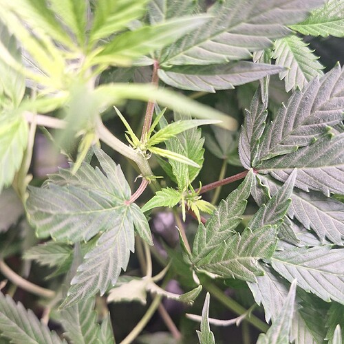 Nahaufnahme einer jungen Cannabispflanze im Wuchs, mit mehreren Blättern und jungen Trieben.