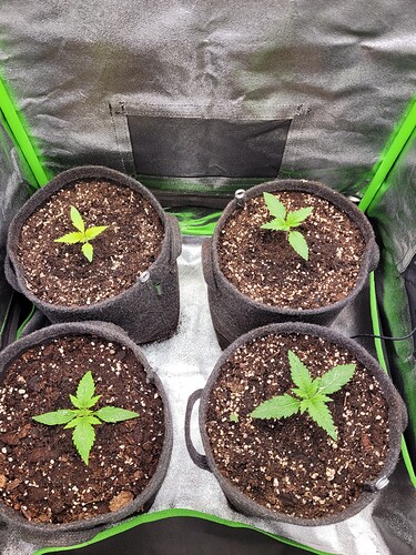 Growreport Bild 3