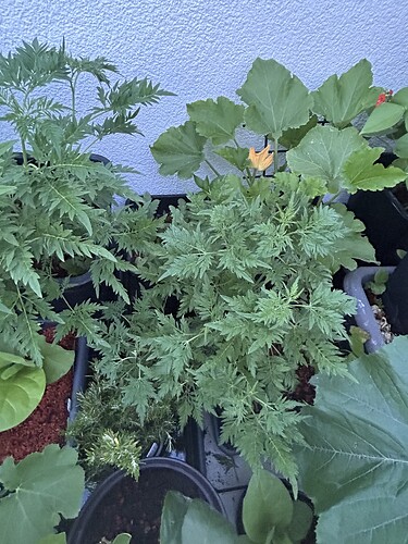 Growreport Bild 55