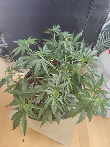 3_LST_top