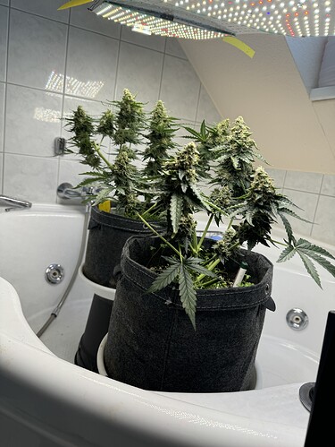 Growreport Bild 1