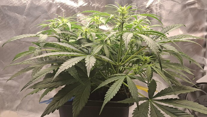 Growreport Bild 3