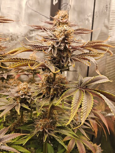 Growreport Bild 6